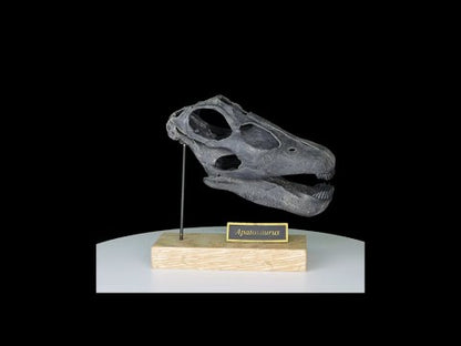 Apatosaurus "Brontosaurus" excelsus Scaled Skull. Dinosaur Skull.