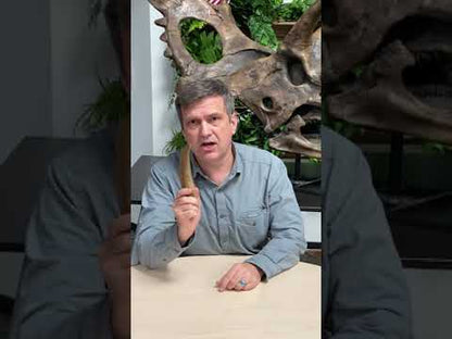 Video of paleontologist Dr. Brian Curtice discussing a Spinosaurus claw cast