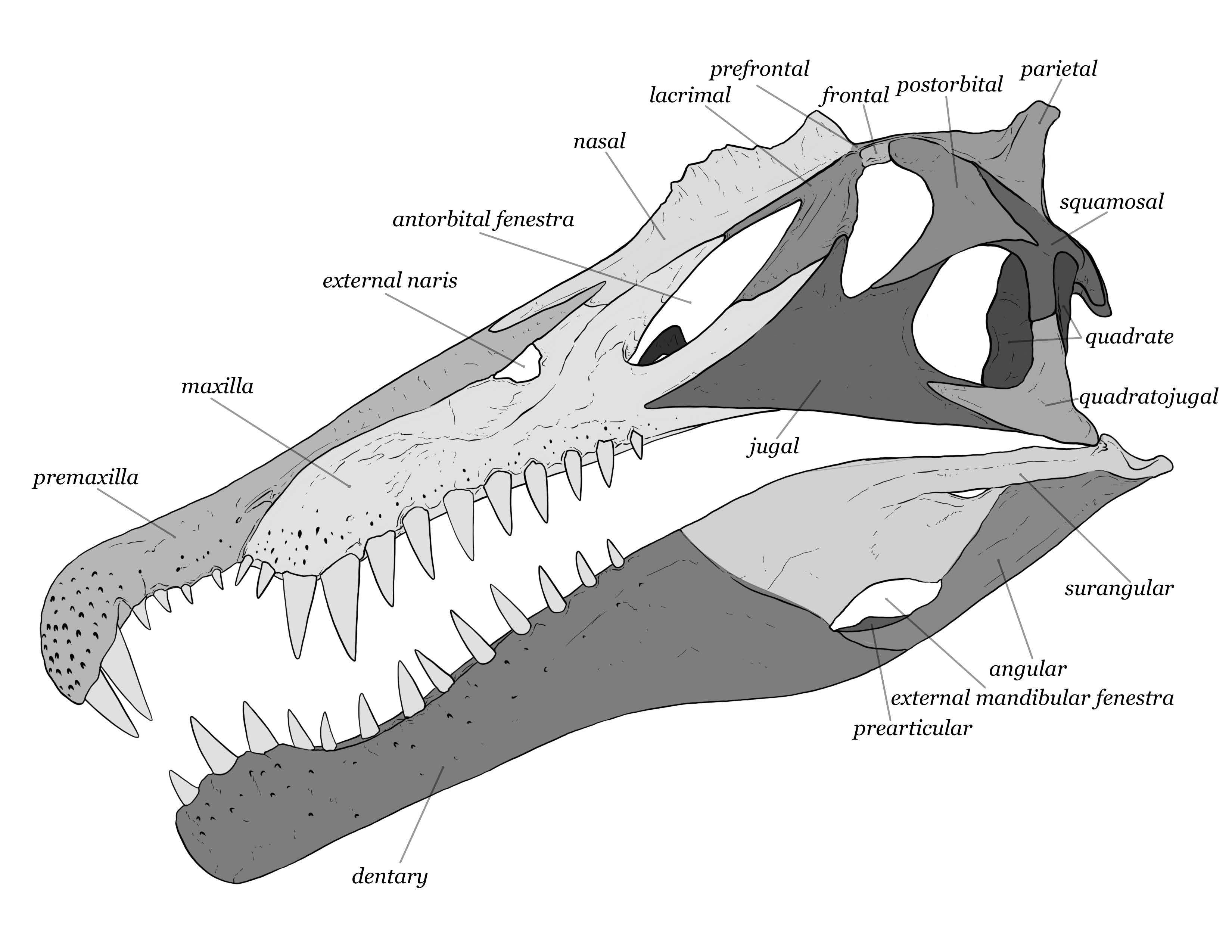 Spinosaurus aegyptiacus Scaled Skull