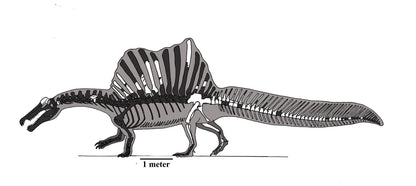 Spinosaurus Crate - Fossil Crates Dinosaur crate