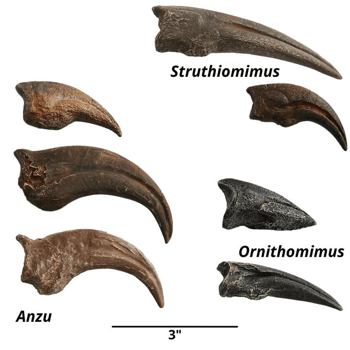 Crates – Fossil Crates