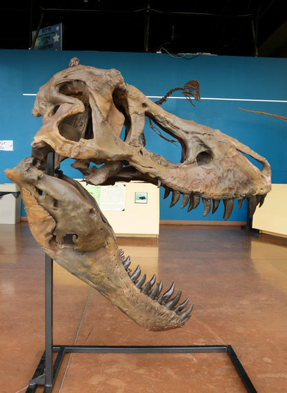 T. rex Life-Size Skull Cast. Tyrannosaurus skull for sale