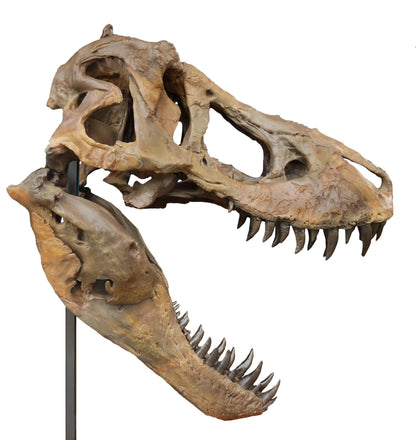 Tyrannosaurus rex Life-Size Skull Cast. Tyrannosaurus skull for sale