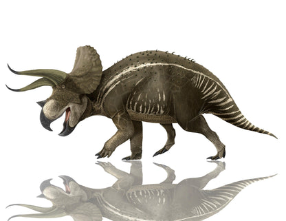 Triceratops exclusive paleoart that comes with the Triceratops tooth cast