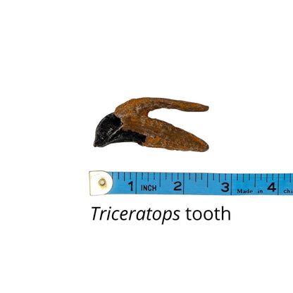 Triceratops tooth cast