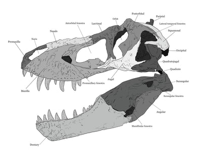 Diagram of Tyrannosaurus rex skull anatomy. Dinosaur Skull.