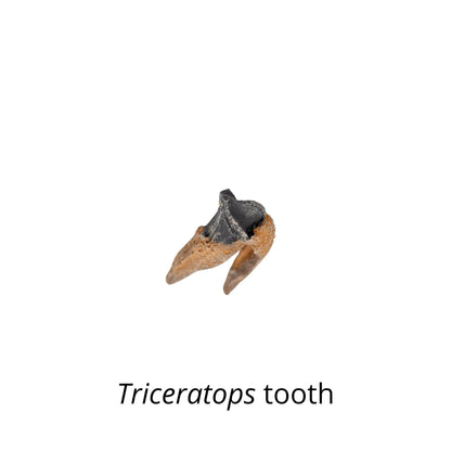 Triceratops Double-Rooted Tooth Cast