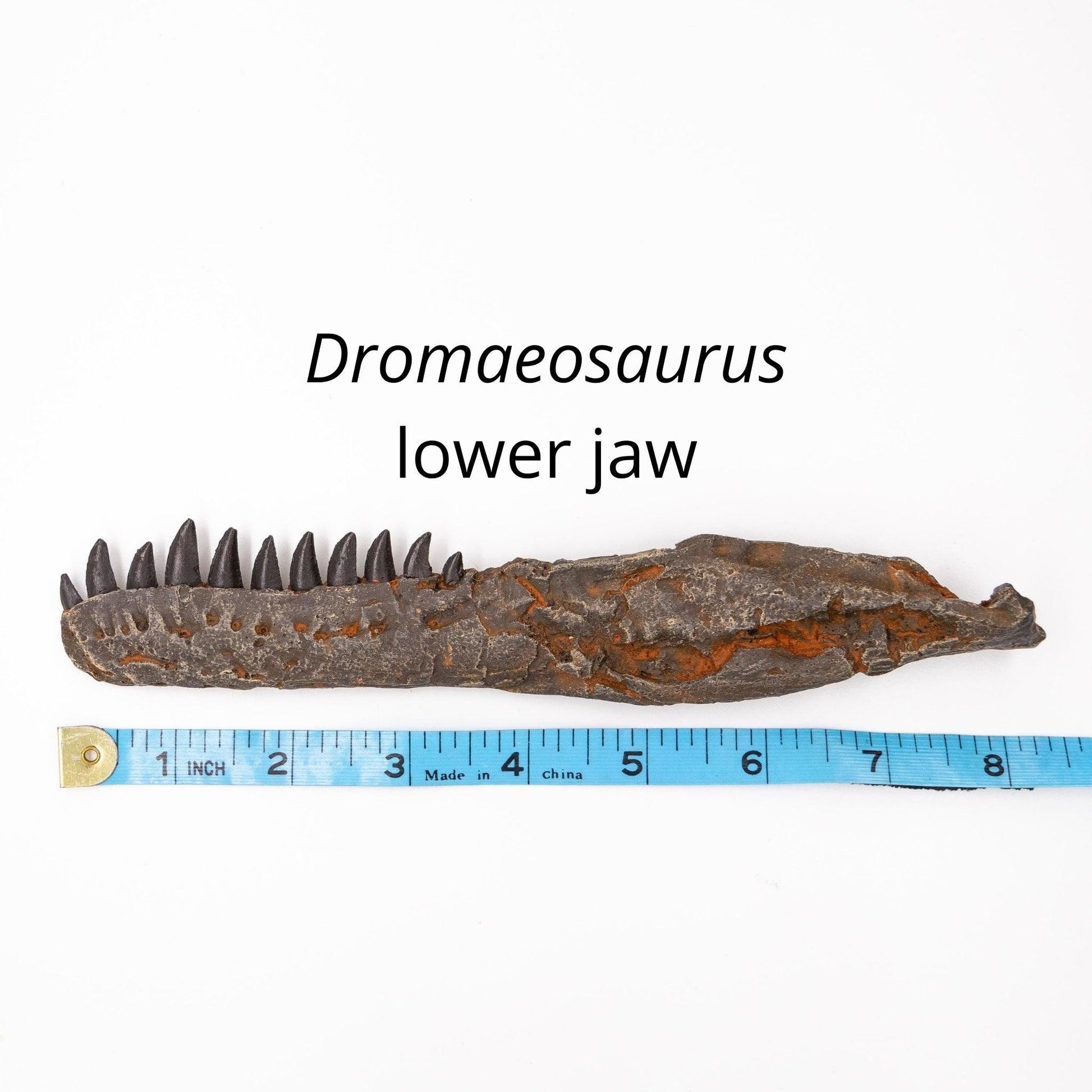 The Raptor Crate! Velociraptor, Deinonychus, Dromaeosaurus – Fossil Crates
