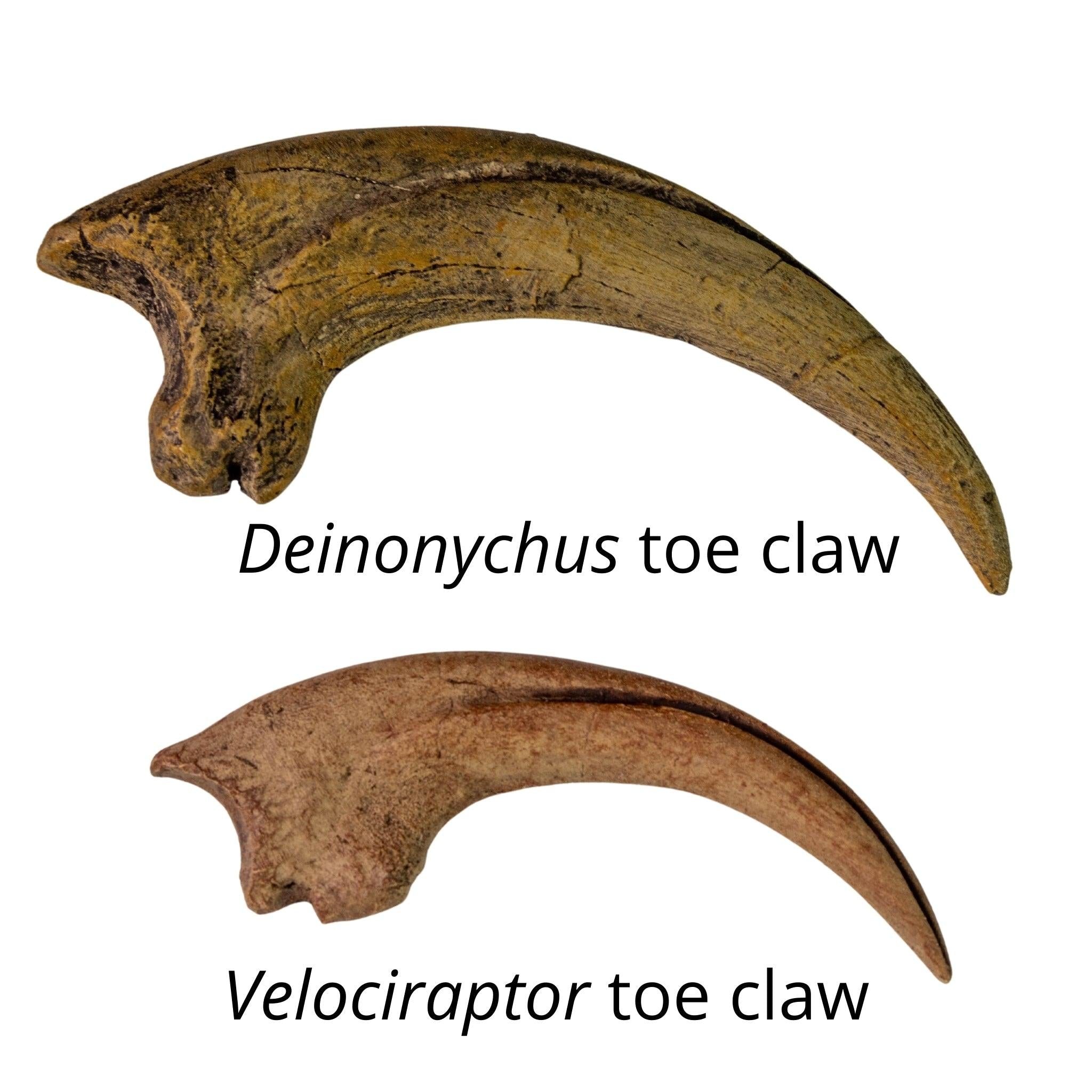 The Raptor Crate! Velociraptor, Deinonychus, Dromaeosaurus – Fossil Crates