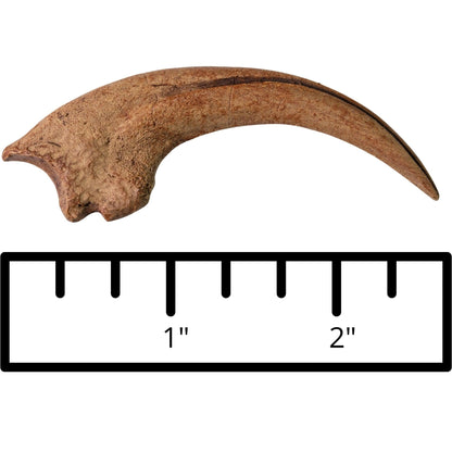 Velociraptor vs. Protoceratops - Throwdown in Mongolia Crate - Fossil Crates