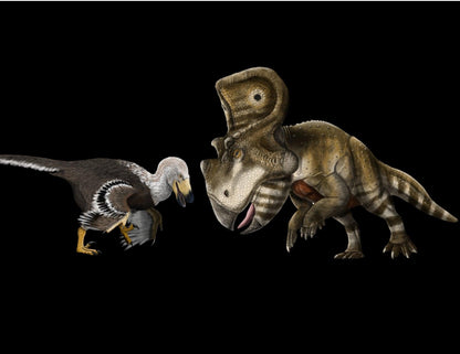 Velociraptor vs. Protoceratops - Throwdown in Mongolia Crate - Fossil Crates