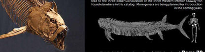 Xiphactinus skull, the Bull Dog Fish - Fossil Crates TPISkull